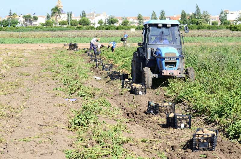 Imagen de un campo de cultivo. EPDA