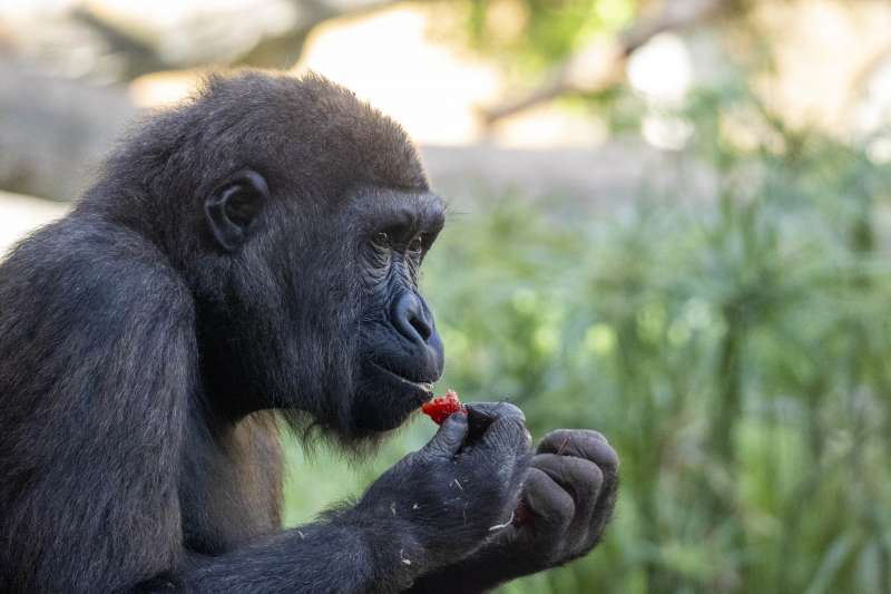 Una cría de gorila criada en Bioparc. /EPDA