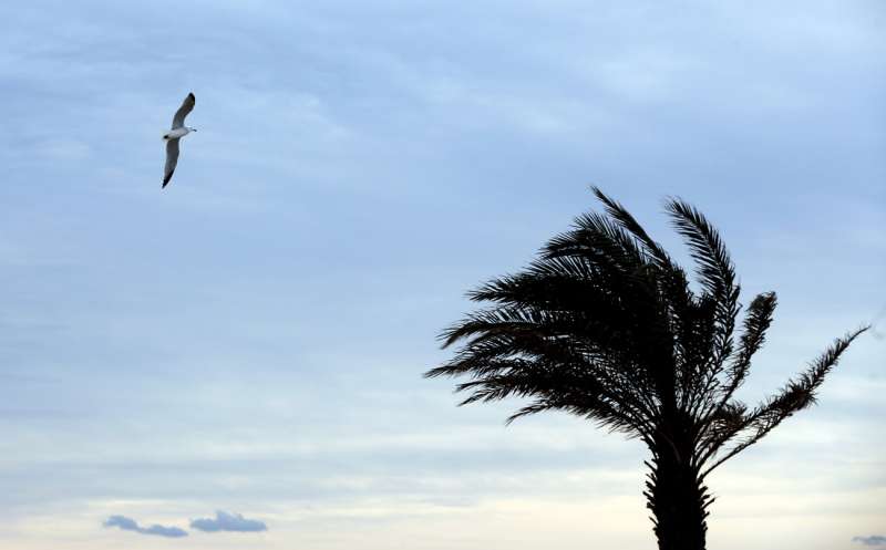 Una gaviota vuela junto a una palmera agitada por el viento. EFEKai FrsterlingArchivo
