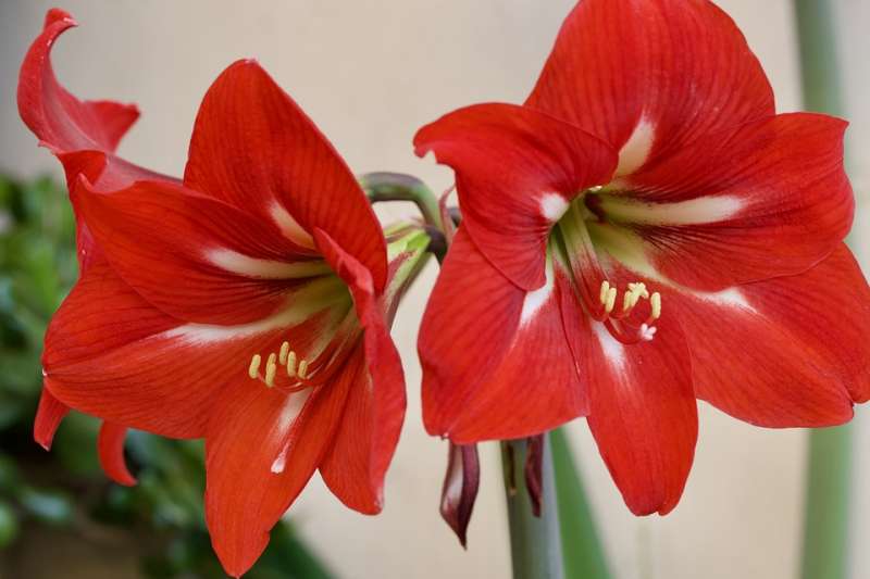 Amaryllis.EPDA