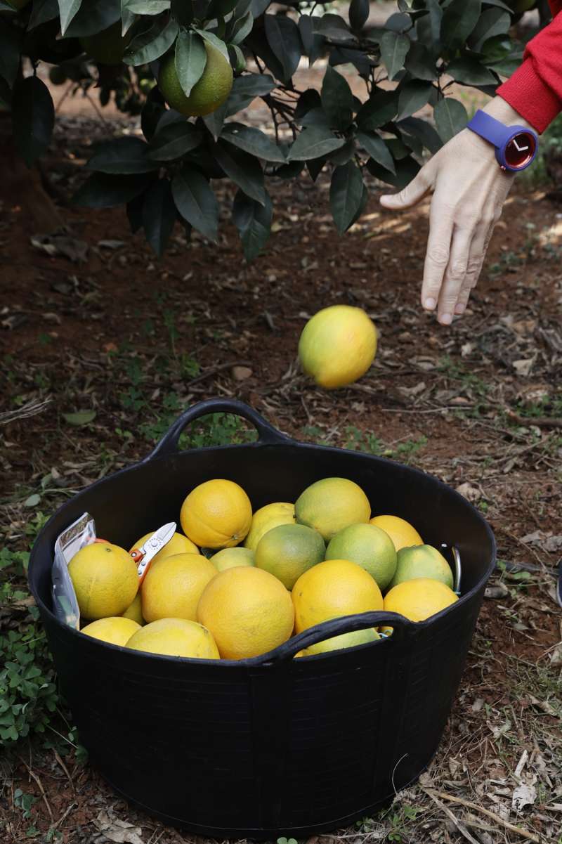 Una persona recoge limones en un campo agrcola. EFEKai Frsterling
