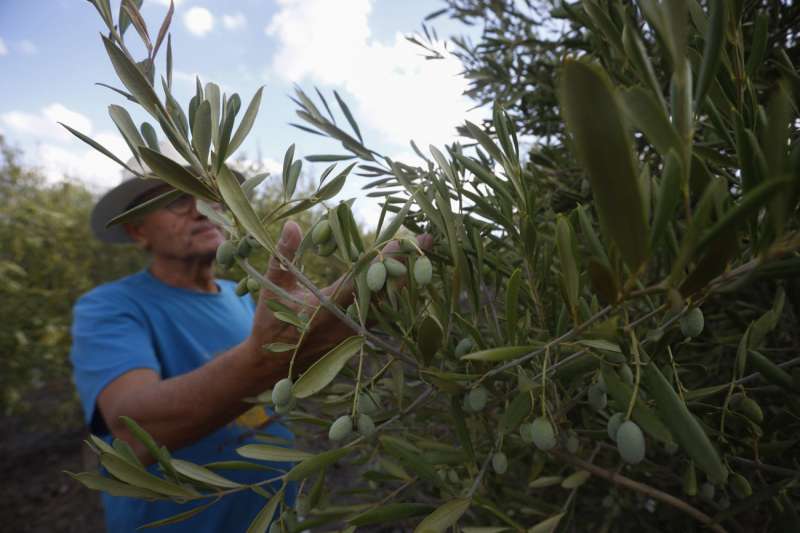 Un agricultor observa su cosecha de aceitunas en un olivar.- EFESalasArchivo
