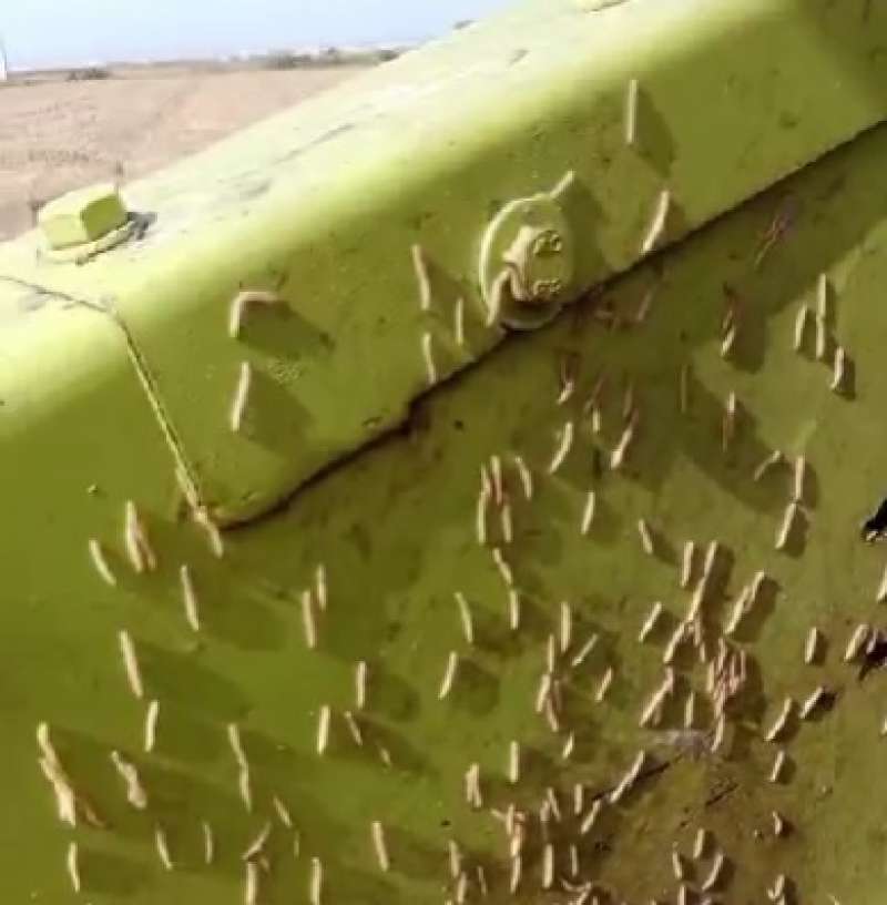 El cucat del arroz reaparece y causa prdidas.EPDA
