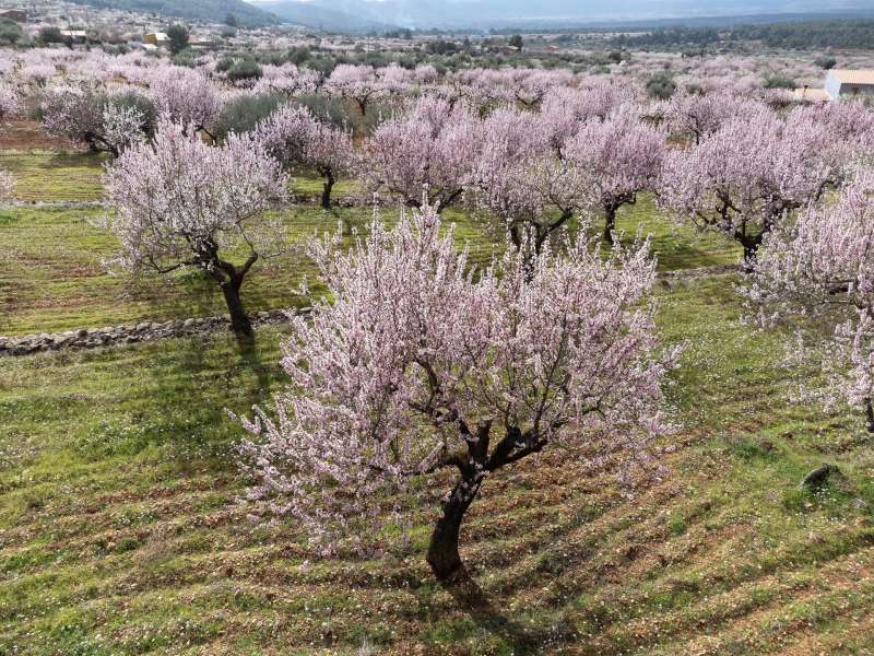 Un campo de almendros en floracin en al provincia de Castelln. EFEDomenech CastellArchivo
