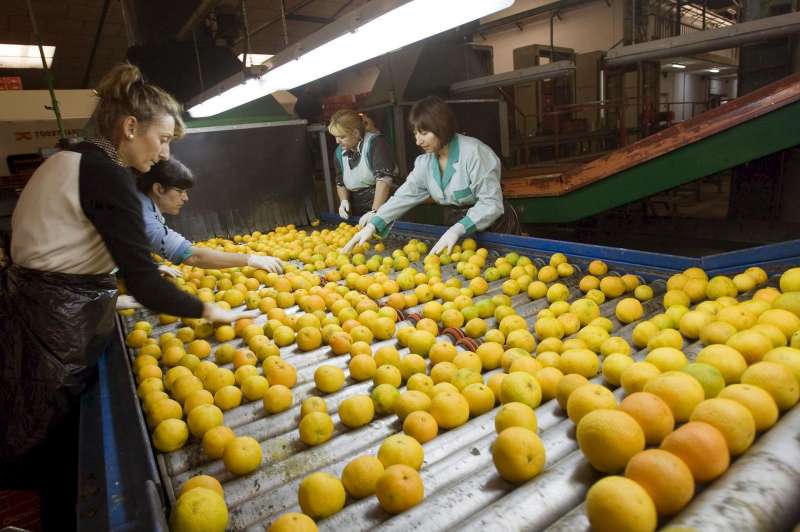 Un grupo de mujeres trabaja en una cooperativa agrcola de Ganda, Valencia. EFERubn Francs