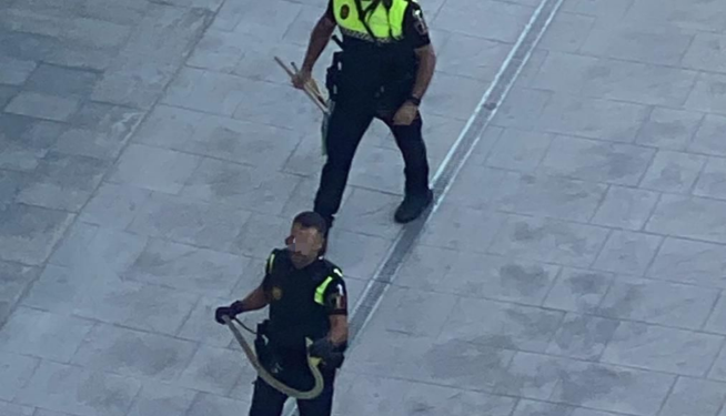 La Policía Local captura una serpiente en un residencial de Sagunt. La Policía Local captura una serpiente en un residencial de Sagunt.